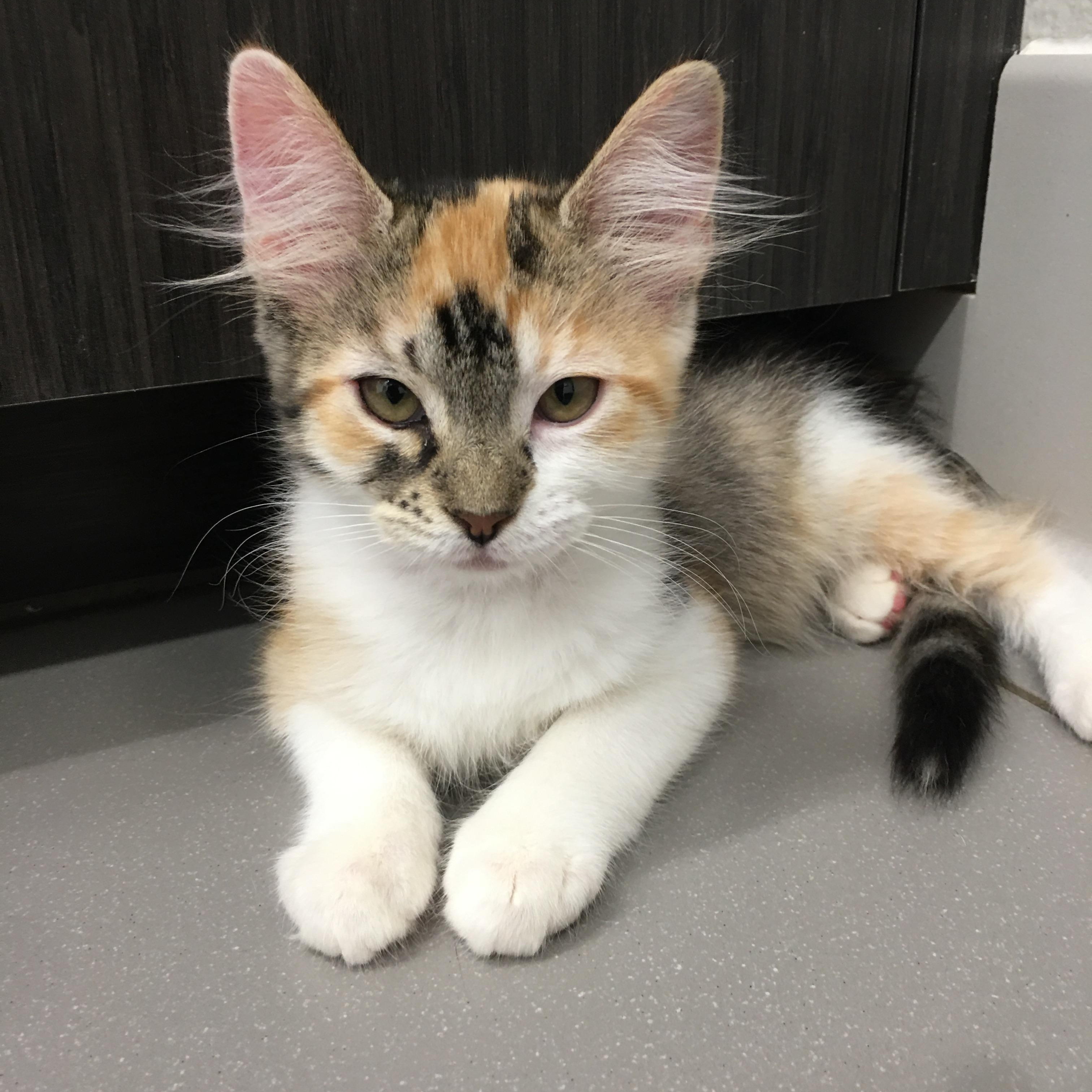 Cocoa Puffs, ADOPTABLE, Kitten Female Domestic Medium Hair.