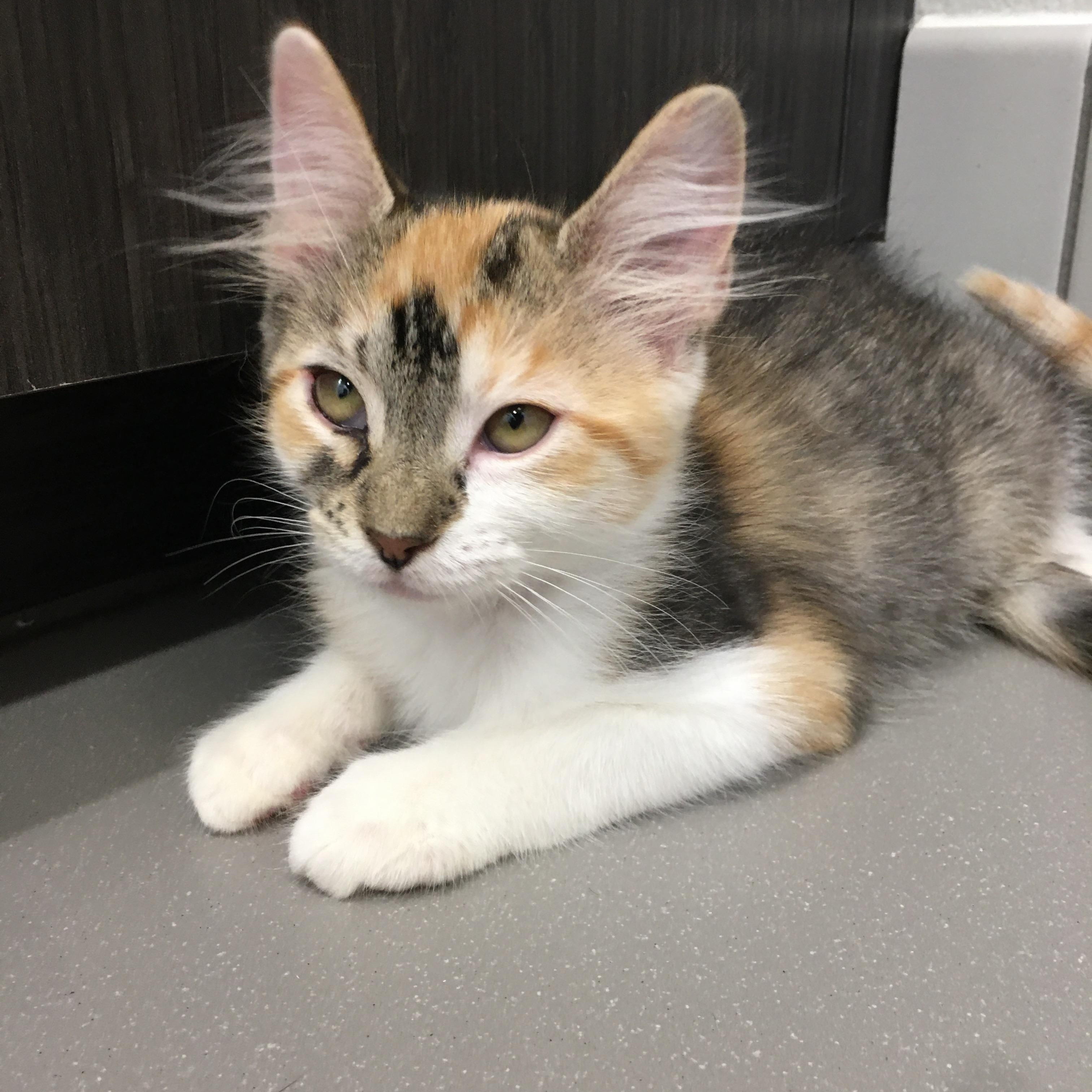 Cocoa Puffs, a ADOPTABLE Domestic Medium Hair in Greenville, TX image 2/3