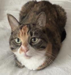 Angel, a ADOPTABLE mixed breed in Raleigh, NC image 2/2