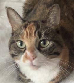 Angel, ADOPTABLE, Young Female Calico.