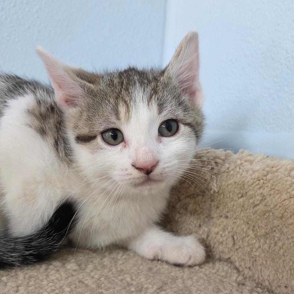 Enlarge A-Aron, a Adoptable Domestic Short Hair in Pontiac, IL image 1/4