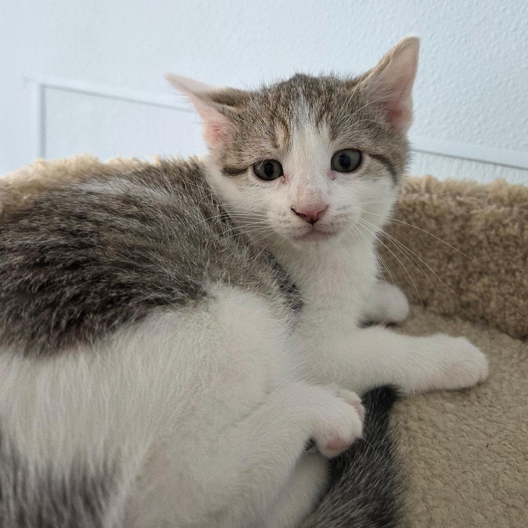 Enlarge A-Aron, a Adoptable Domestic Short Hair in Pontiac, IL image 2/4