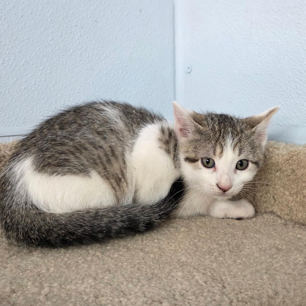 Enlarge A-Aron, a Adoptable Domestic Short Hair in Pontiac, IL image 3/4