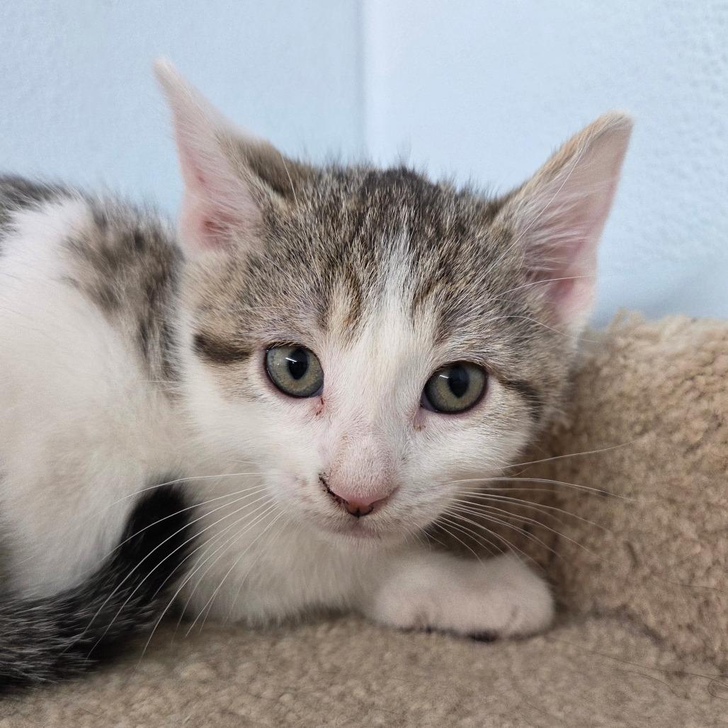 Enlarge A-Aron, a Adoptable Domestic Short Hair in Pontiac, IL image 4/4