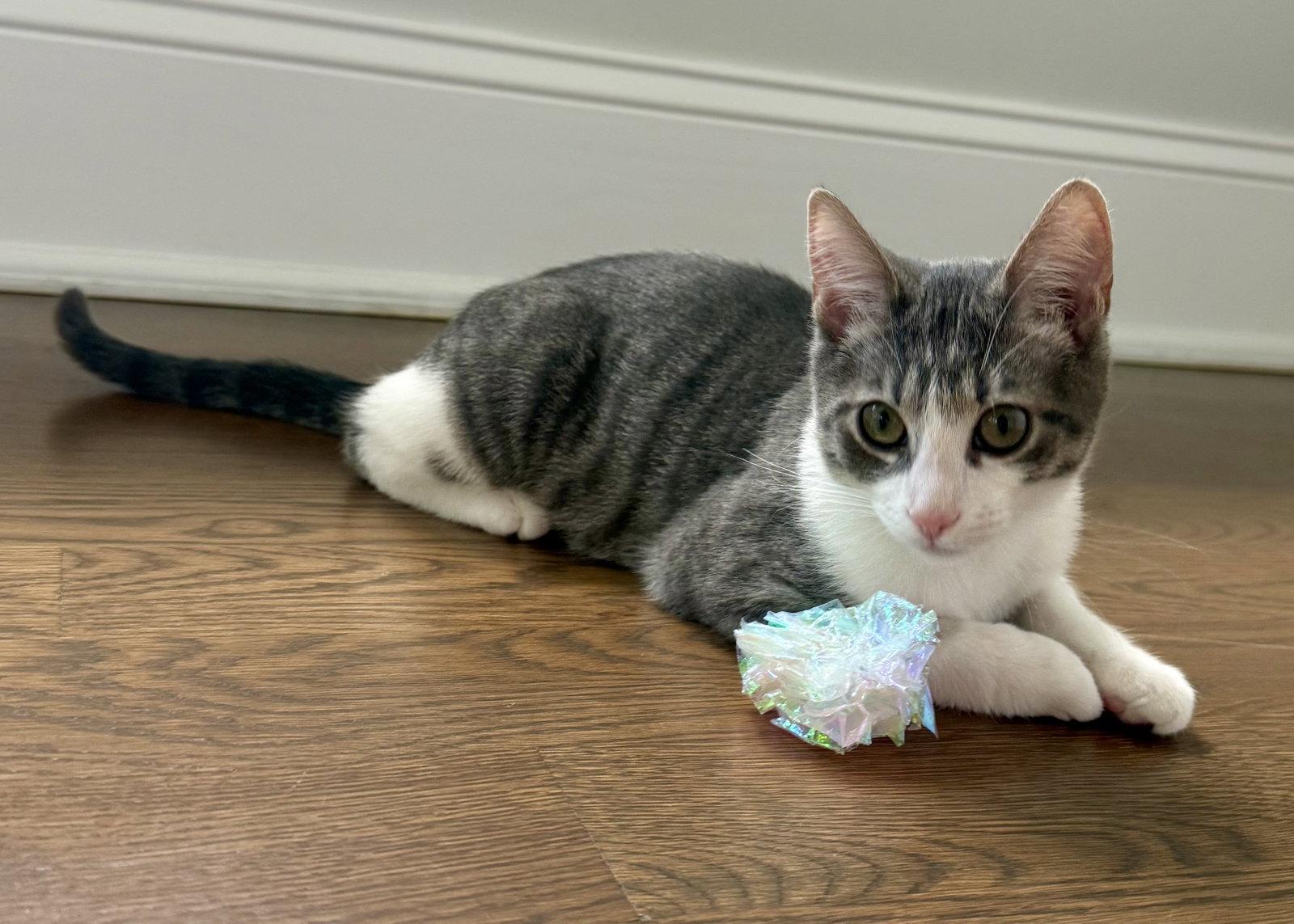 Enlarge EZRA, a Adoptable Domestic Short Hair in Oakhurst, NJ image 1/3