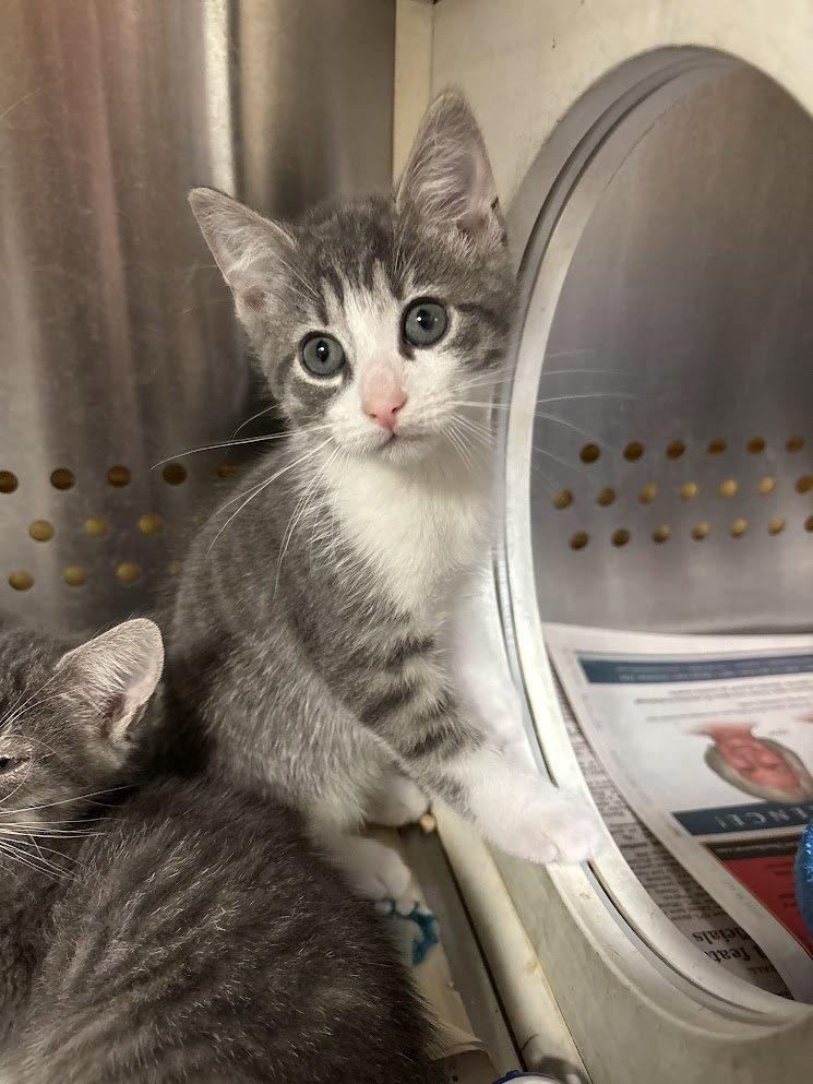 EZRA, Adoptable, Kitten Male Domestic Short Hair.