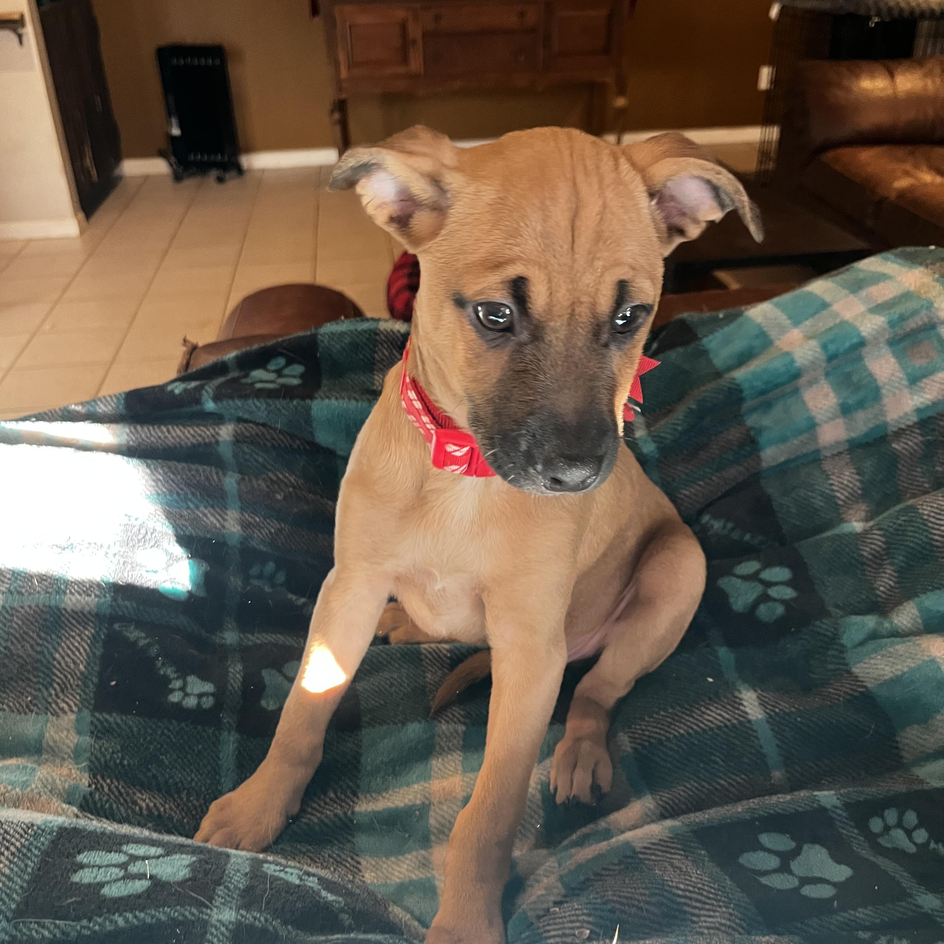 Chip, a ADOPTABLE mixed breed in Gilbert, AZ image 3/4