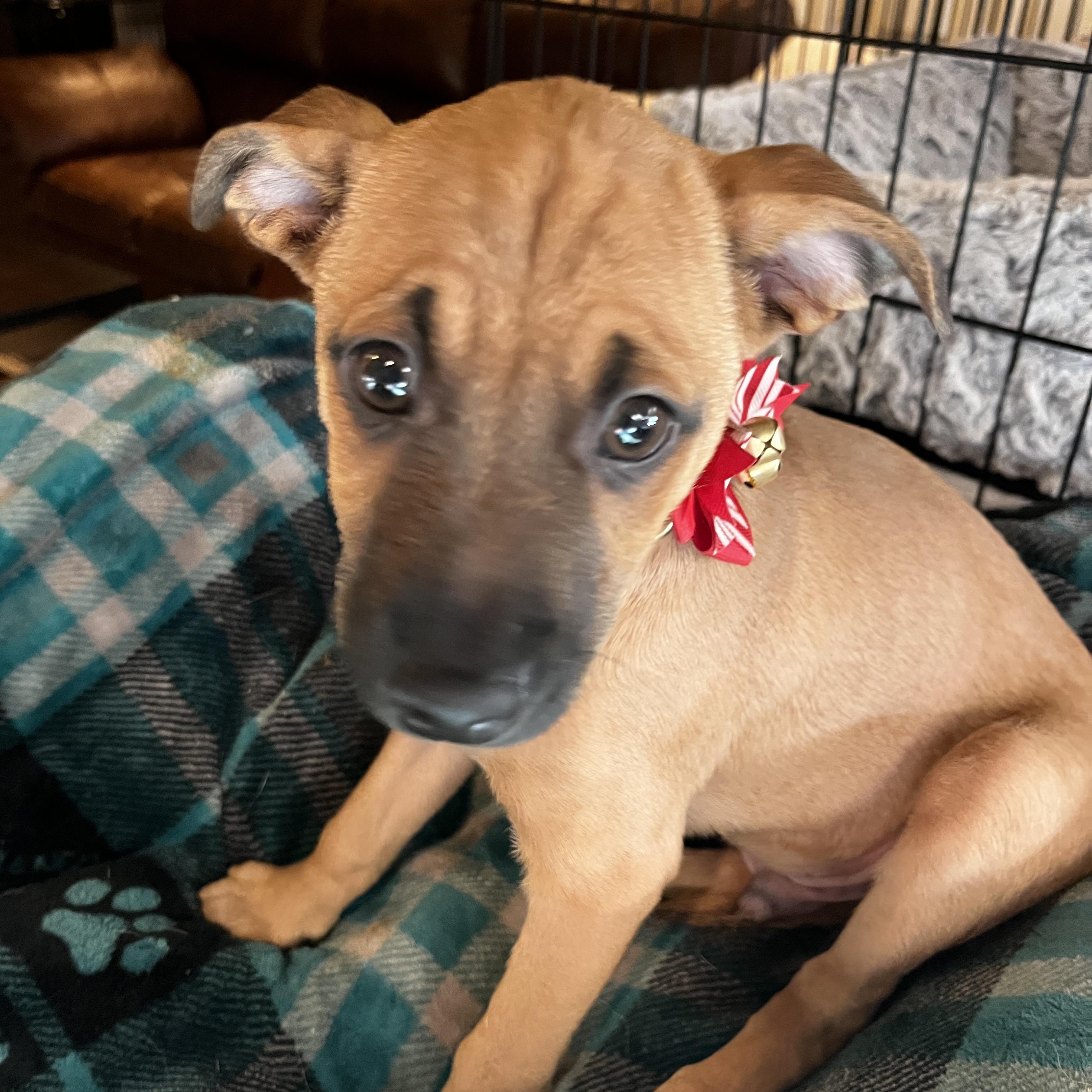 Chip, a ADOPTABLE mixed breed in Gilbert, AZ image 4/4