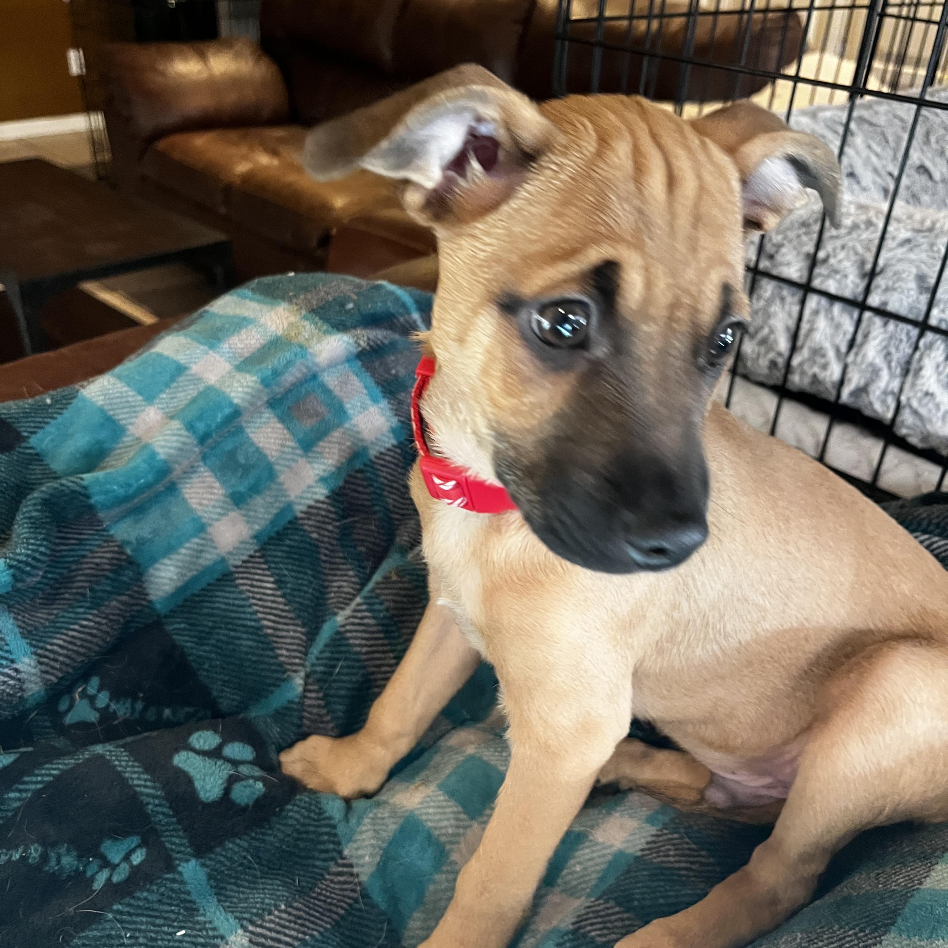 Chip, a ADOPTABLE mixed breed in Gilbert, AZ image 2/4