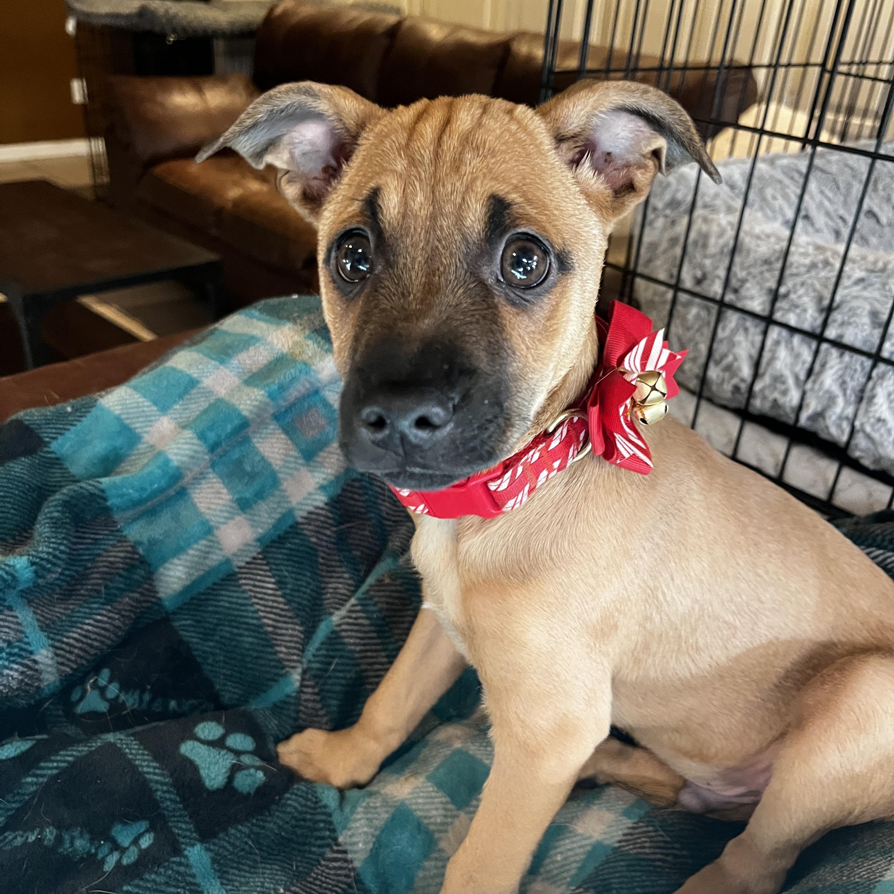 Chip, a ADOPTABLE mixed breed in Gilbert, AZ image 1/4