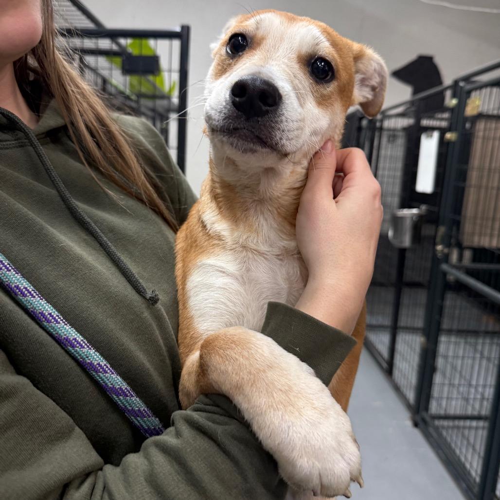 Bogart, a Adoptable mixed breed in Tacoma, WA image 1/6