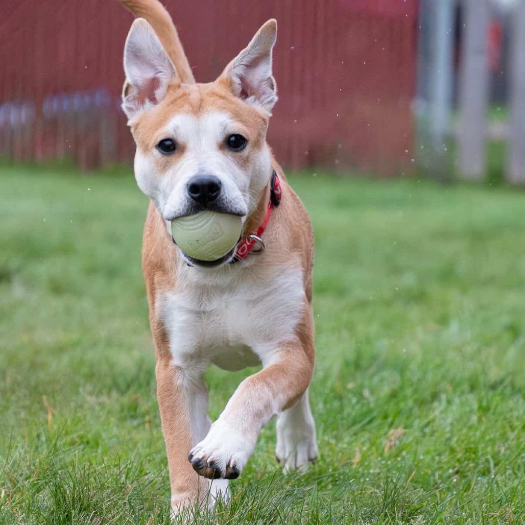 Bogart, a Adoptable mixed breed in Tacoma, WA image 2/6