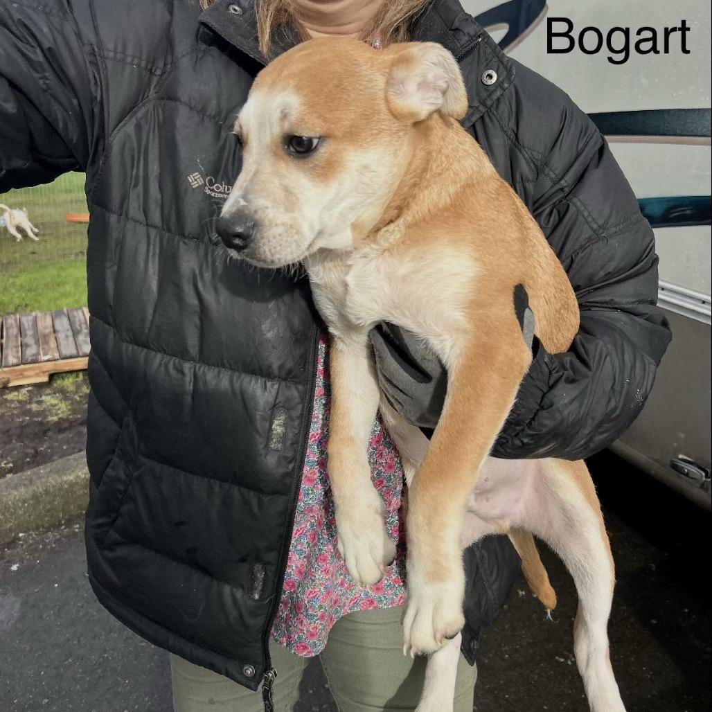 Bogart, a Adoptable mixed breed in Tacoma, WA image 3/6
