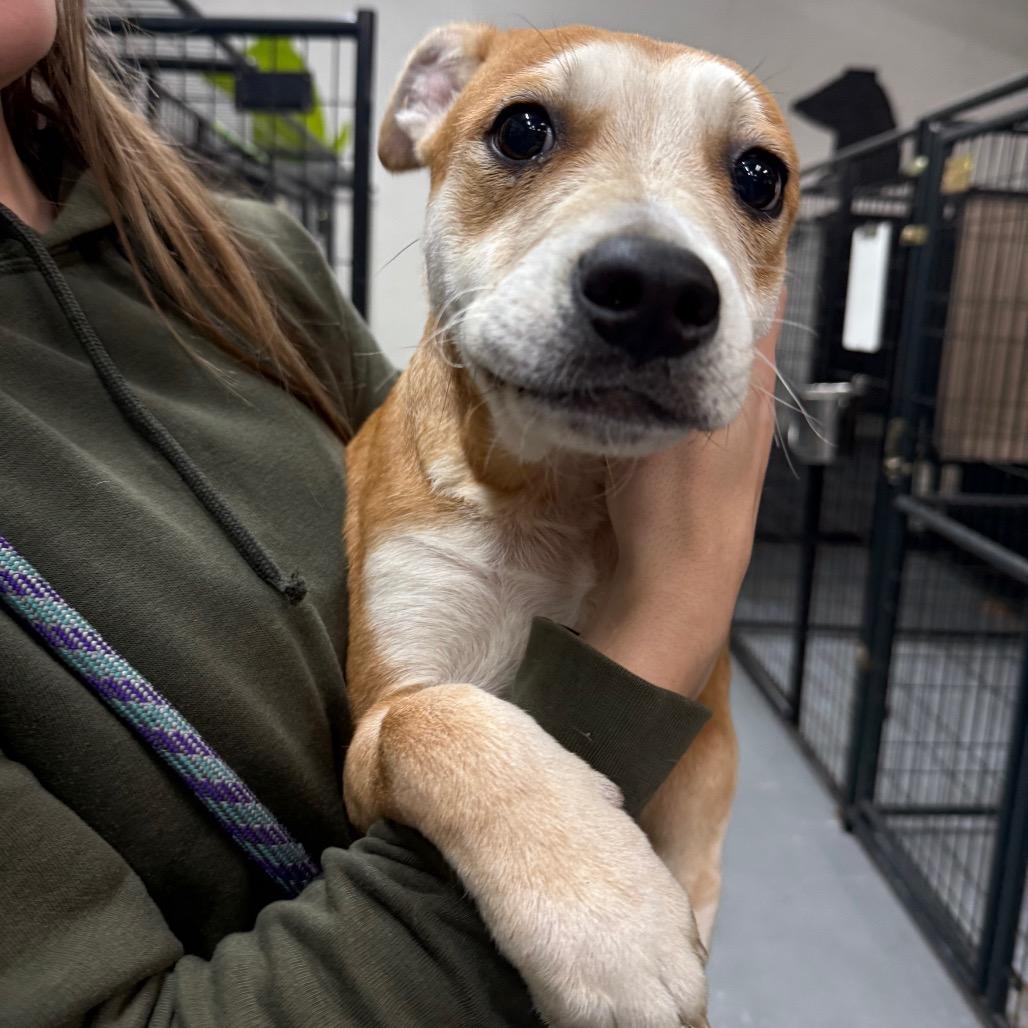 Bogart, a Adoptable mixed breed in Tacoma, WA image 4/6