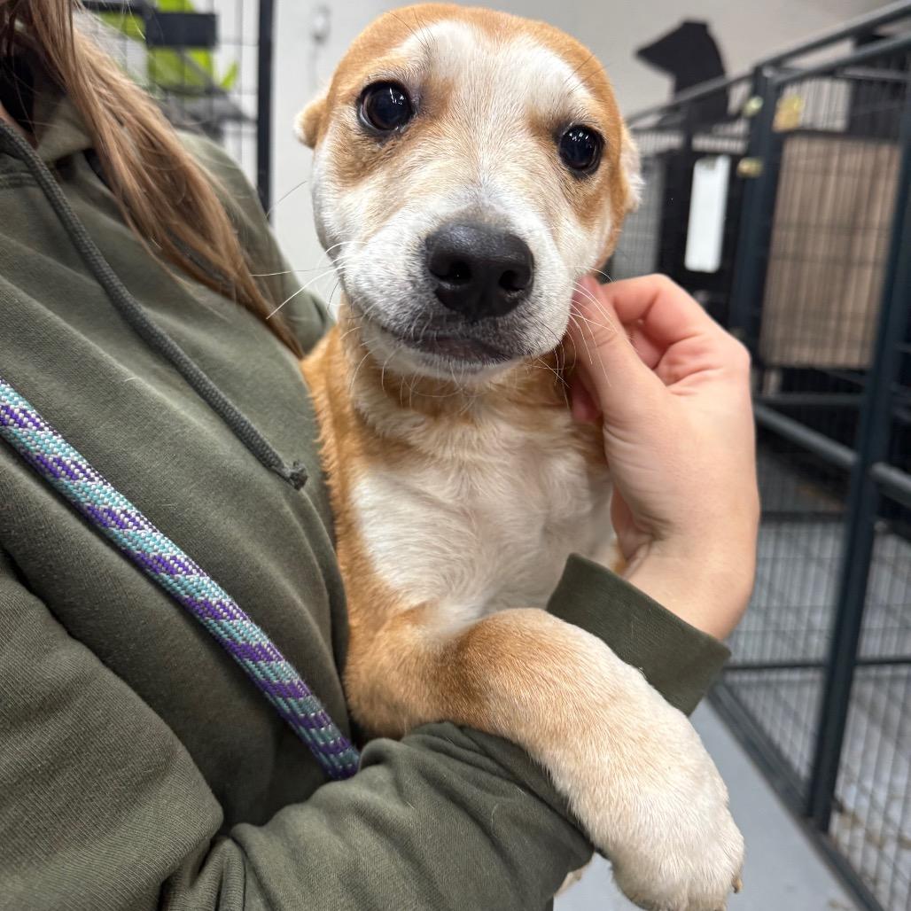 Bogart, a Adoptable mixed breed in Tacoma, WA image 5/6