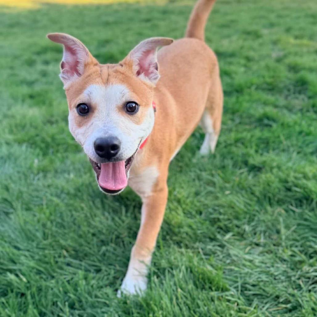 Bogart, a Adoptable mixed breed in Tacoma, WA image 6/6