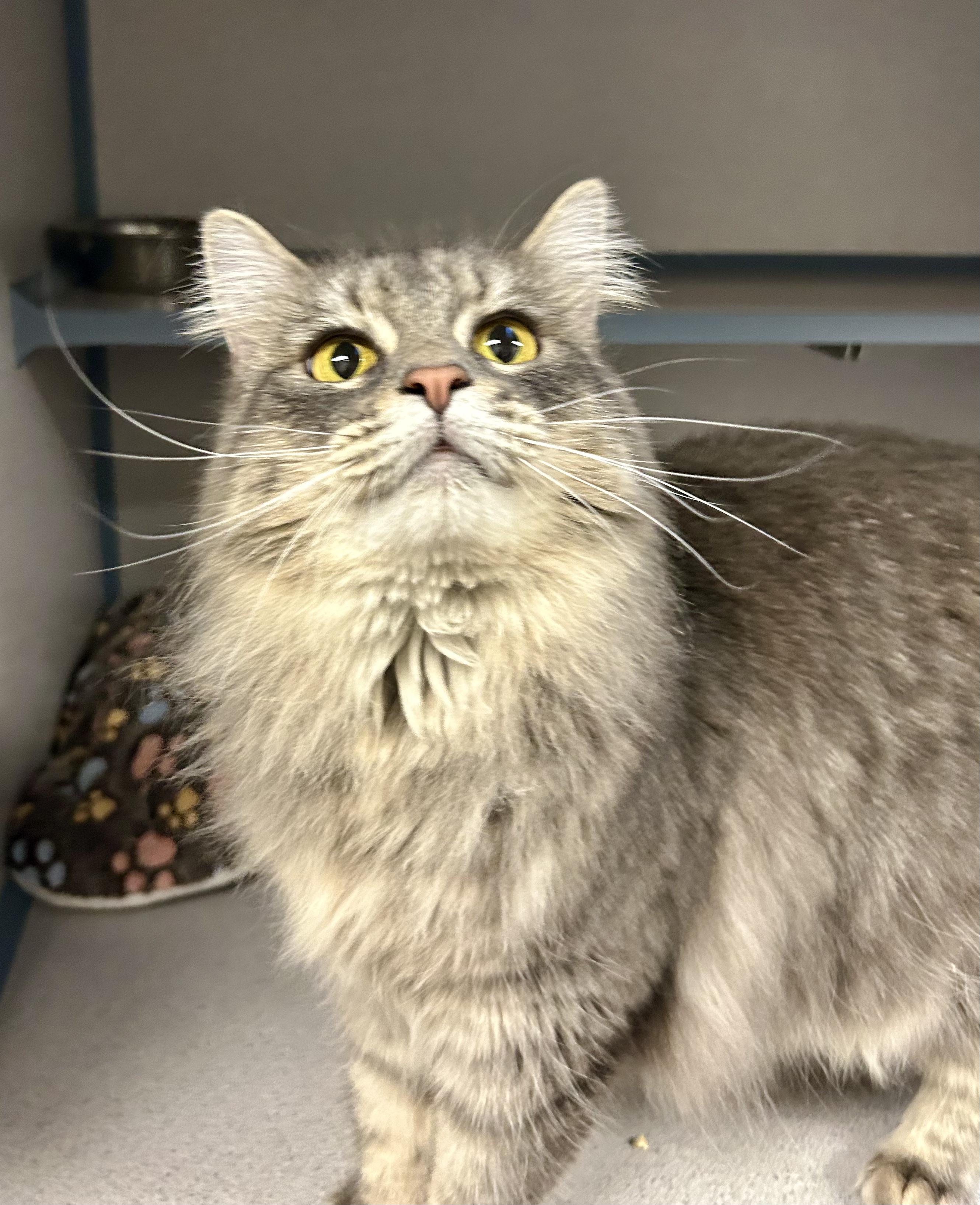 Bianca- Princess Kitty, a ADOPTABLE Domestic Long Hair in Grass Valley, CA image 3/5