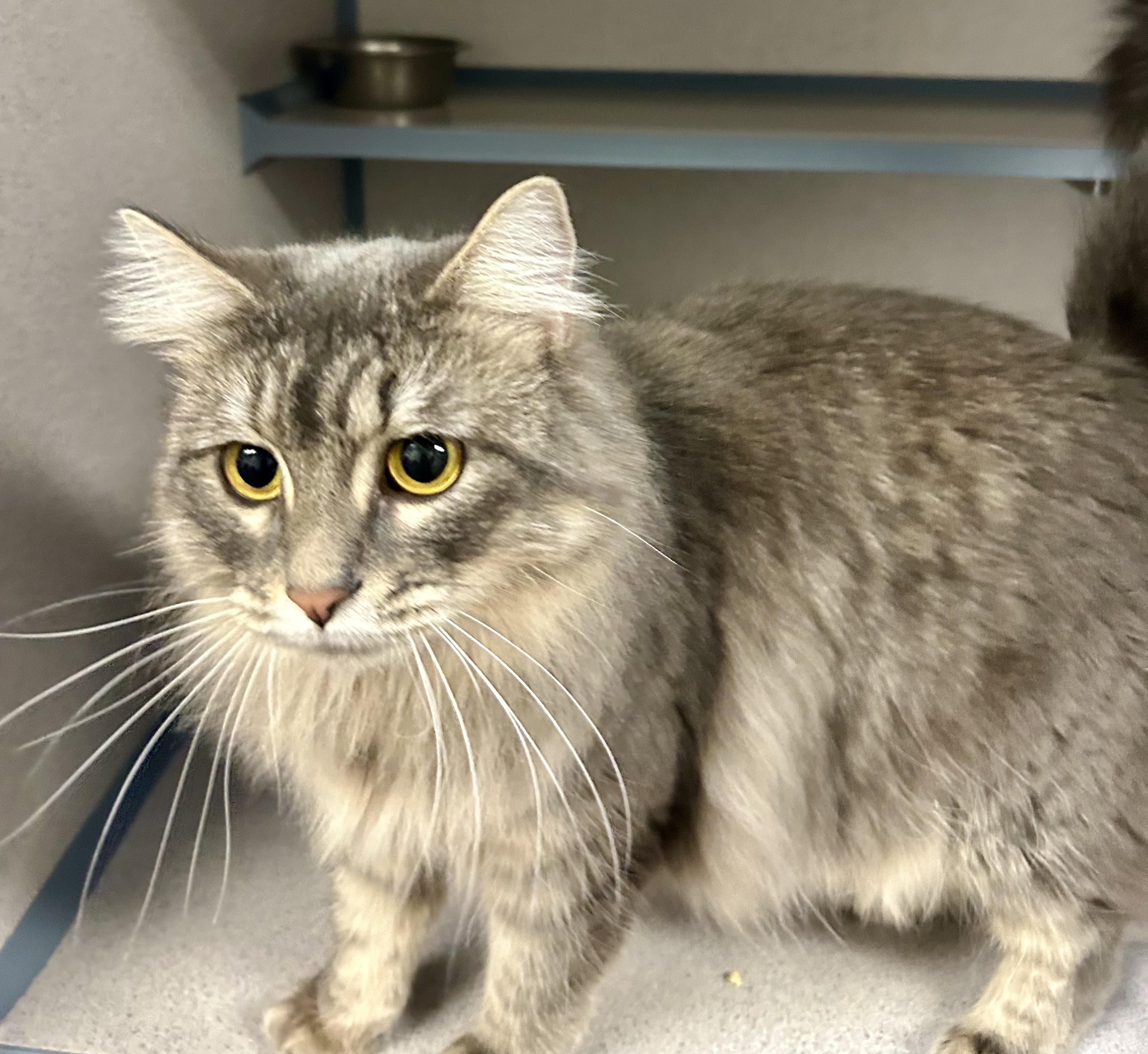 Bianca- Princess Kitty, a ADOPTABLE Domestic Long Hair in Grass Valley, CA image 1/5