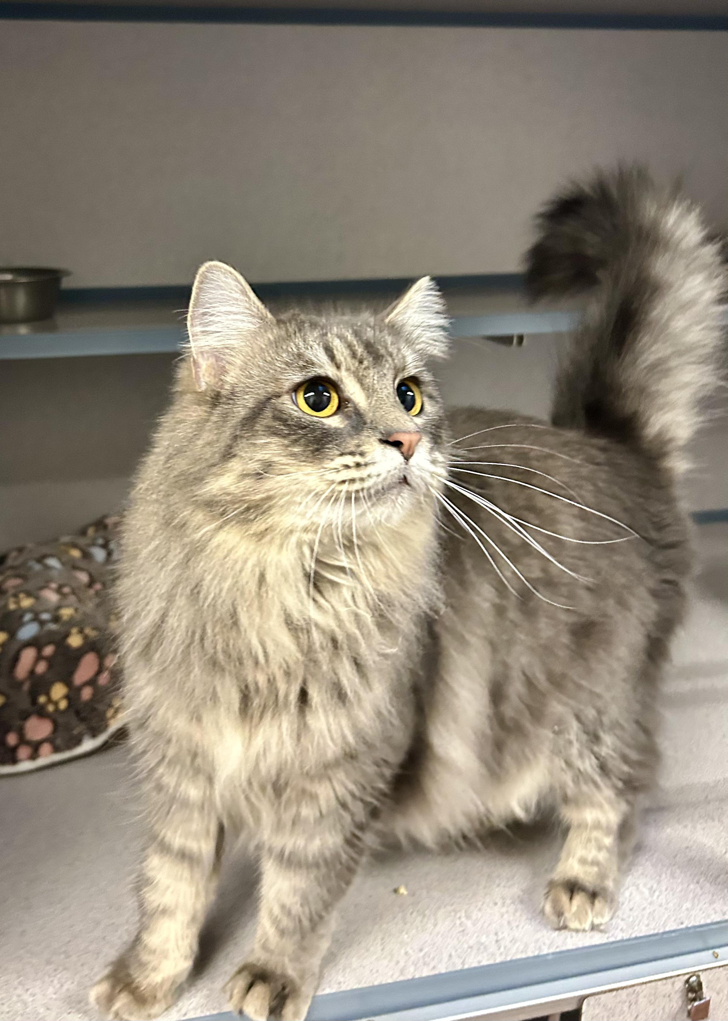 Bianca- Princess Kitty, a ADOPTABLE Domestic Long Hair in Grass Valley, CA image 5/5