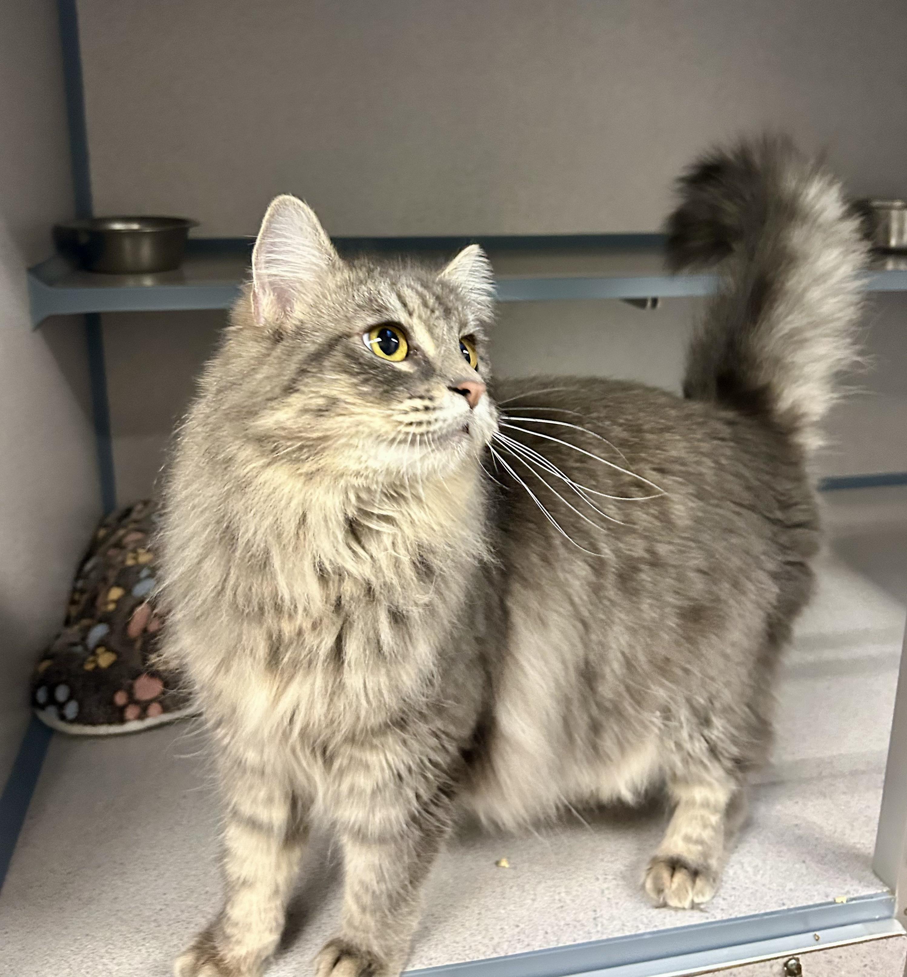 Bianca- Princess Kitty, a ADOPTABLE Domestic Long Hair in Grass Valley, CA image 2/5