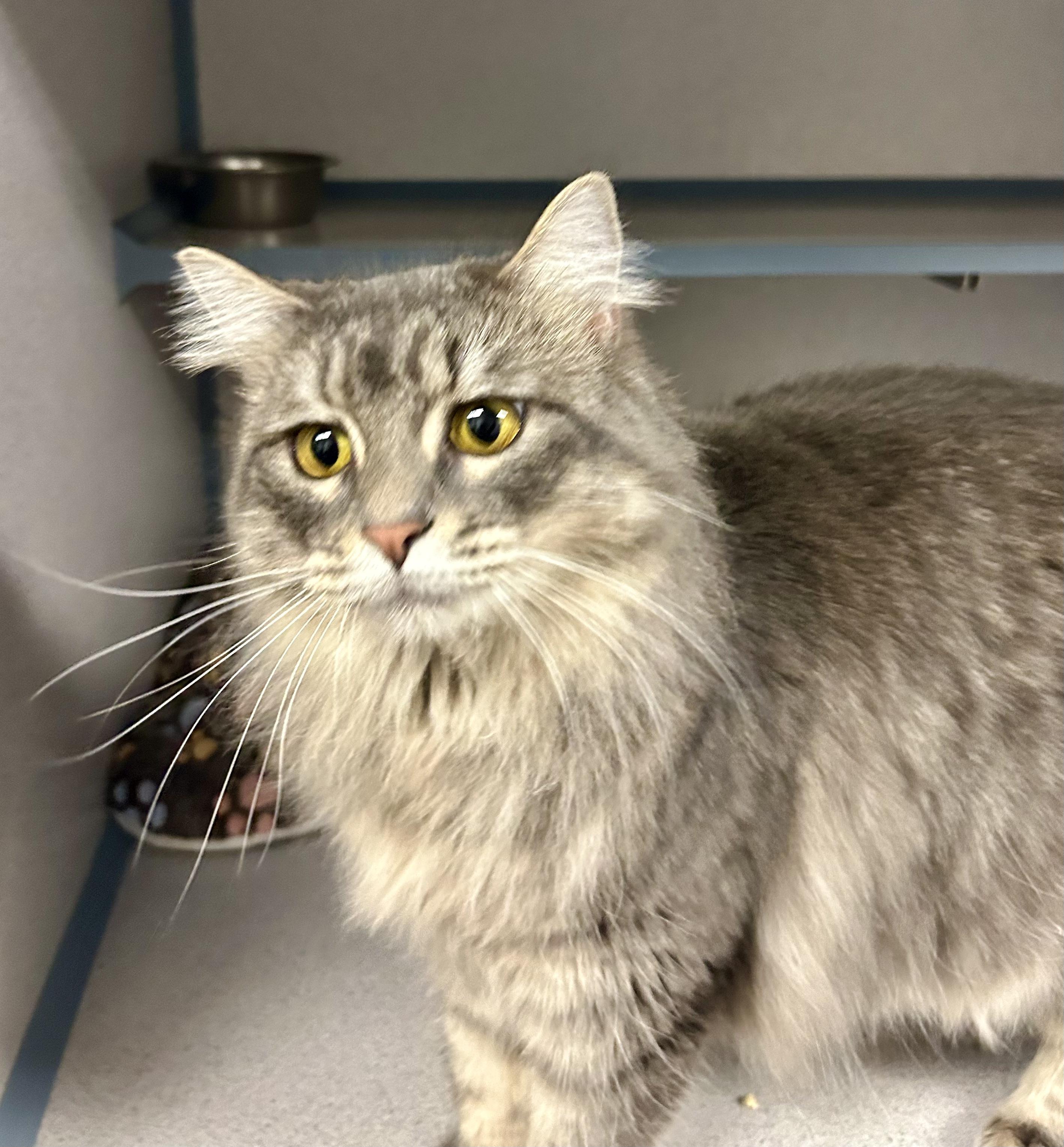 Bianca- Princess Kitty, a ADOPTABLE Domestic Long Hair in Grass Valley, CA image 4/5