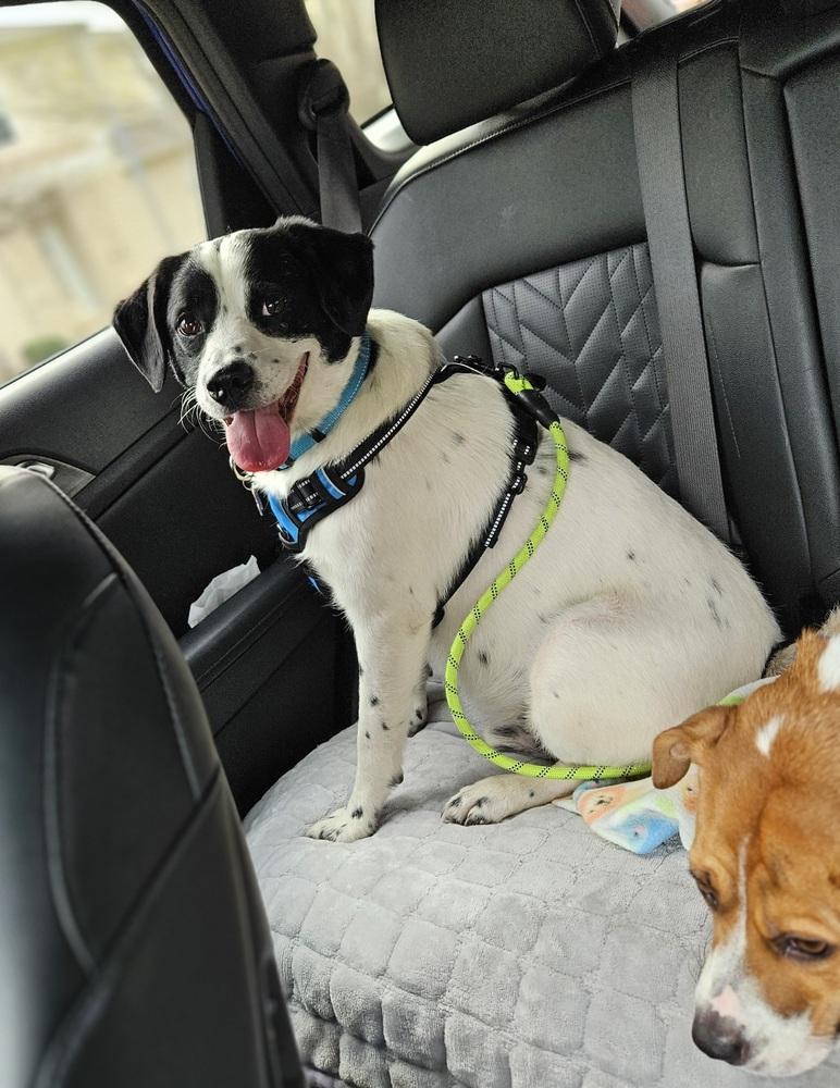 Enlarge Titan Tansy, a Adoptable mixed breed in Waunakee, WI image 1/6