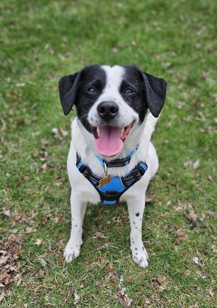 Enlarge Titan Tansy, a Adoptable mixed breed in Waunakee, WI image 2/6