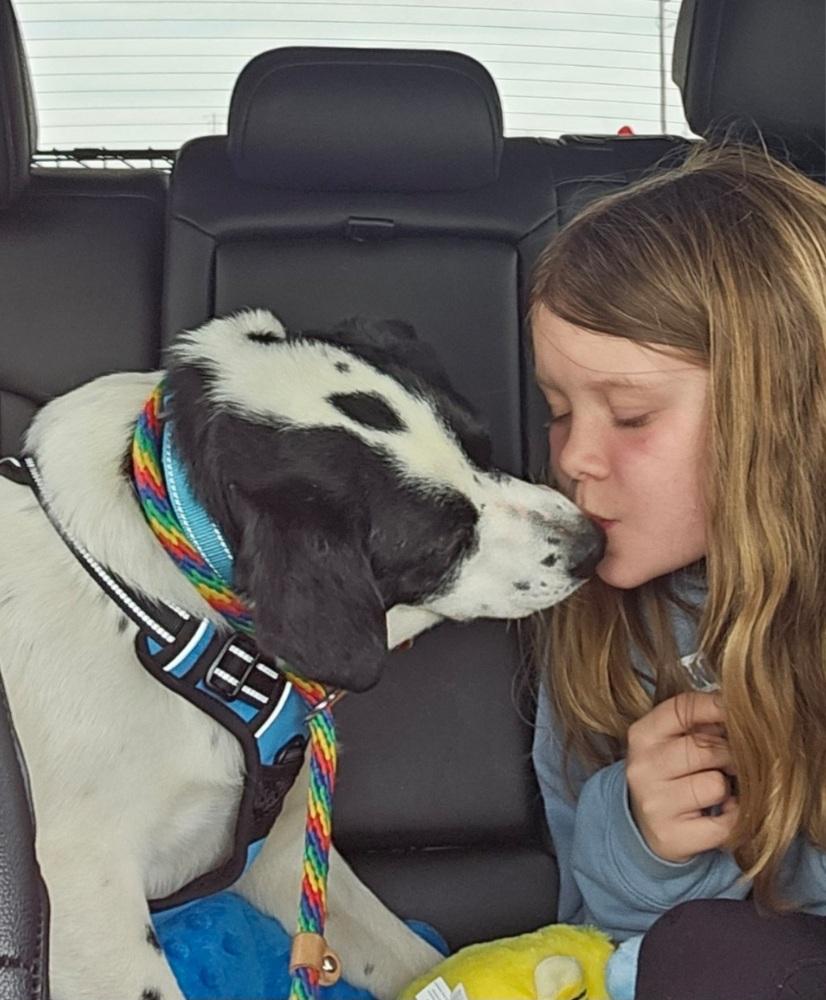 Enlarge Titan Tansy, a Adoptable mixed breed in Waunakee, WI image 3/6