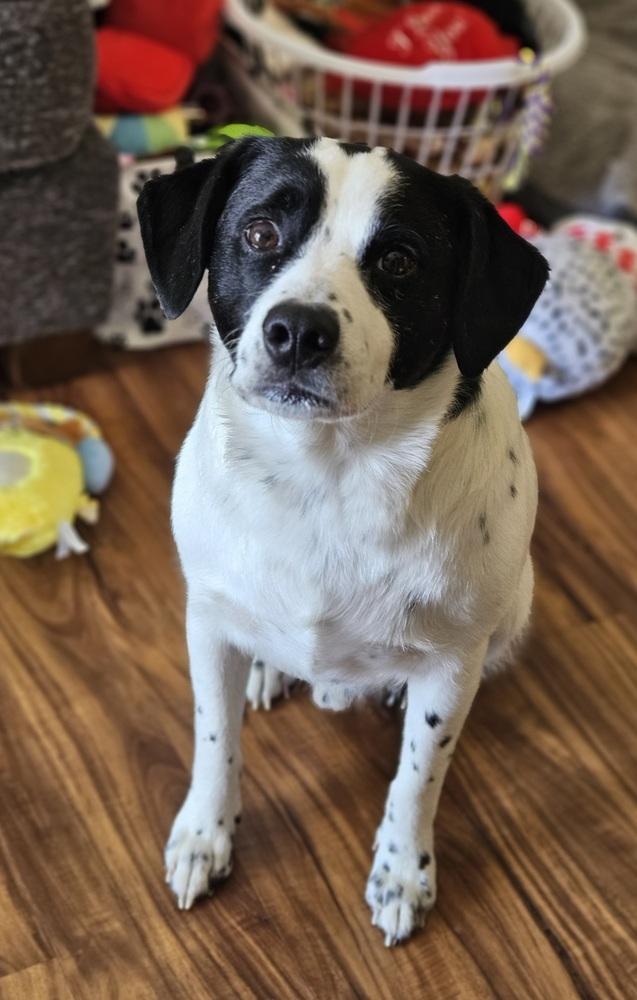 Enlarge Titan Tansy, a Adoptable mixed breed in Waunakee, WI image 4/6