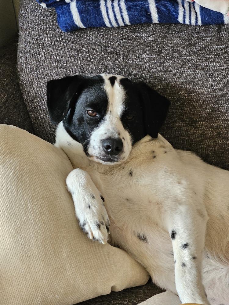 Enlarge Titan Tansy, a Adoptable mixed breed in Waunakee, WI image 5/6