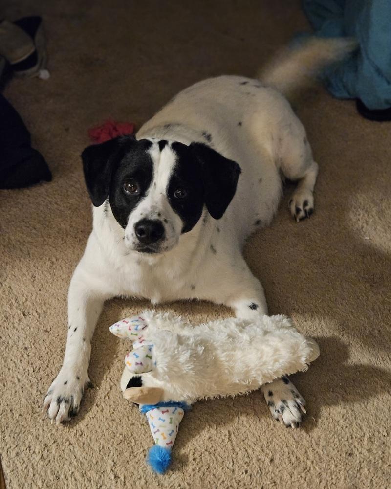 Enlarge Titan Tansy, a Adoptable mixed breed in Waunakee, WI image 6/6