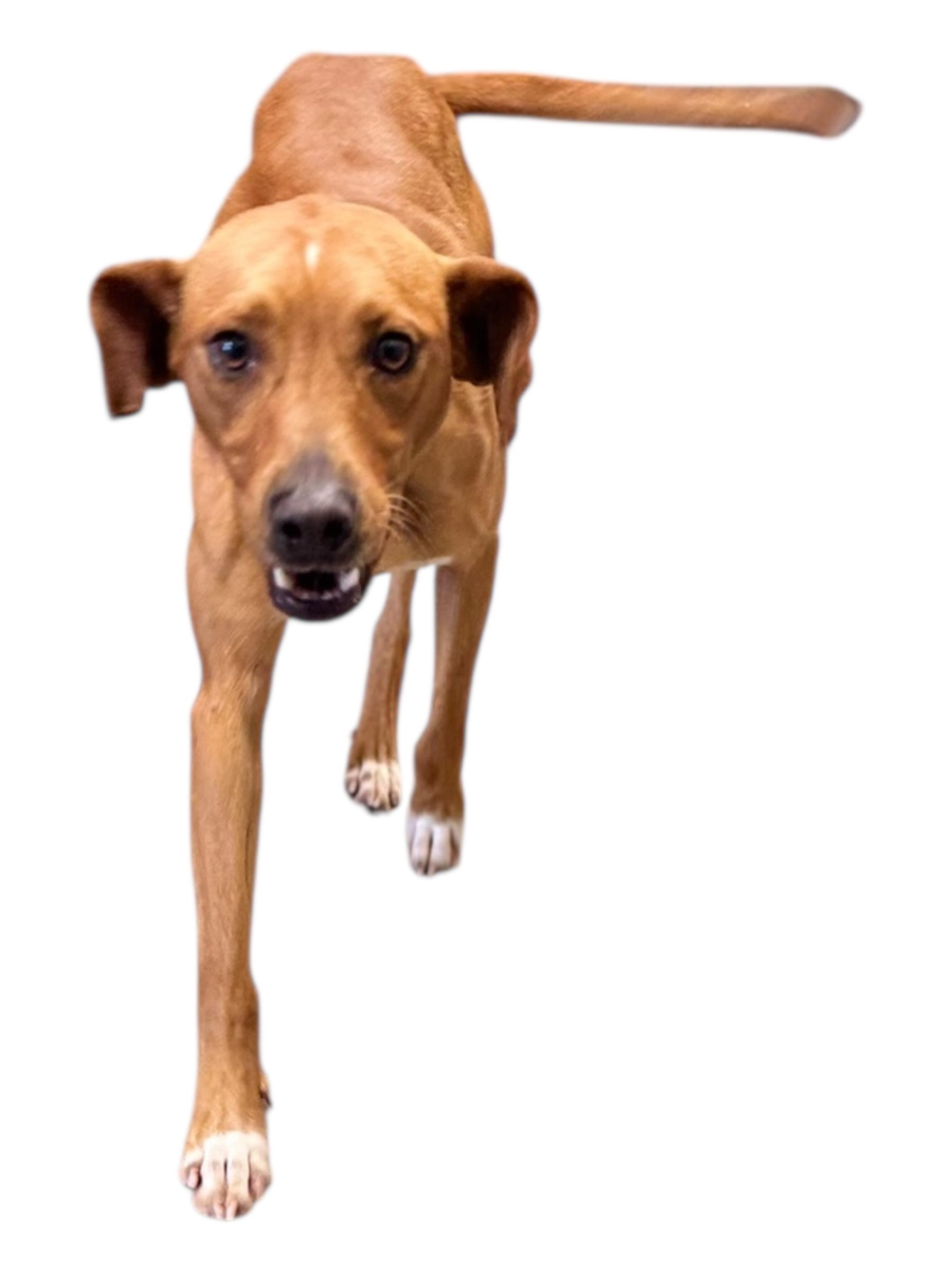 Enlarge Knox, a ADOPTABLE mixed breed in Troy, AL image 1/5