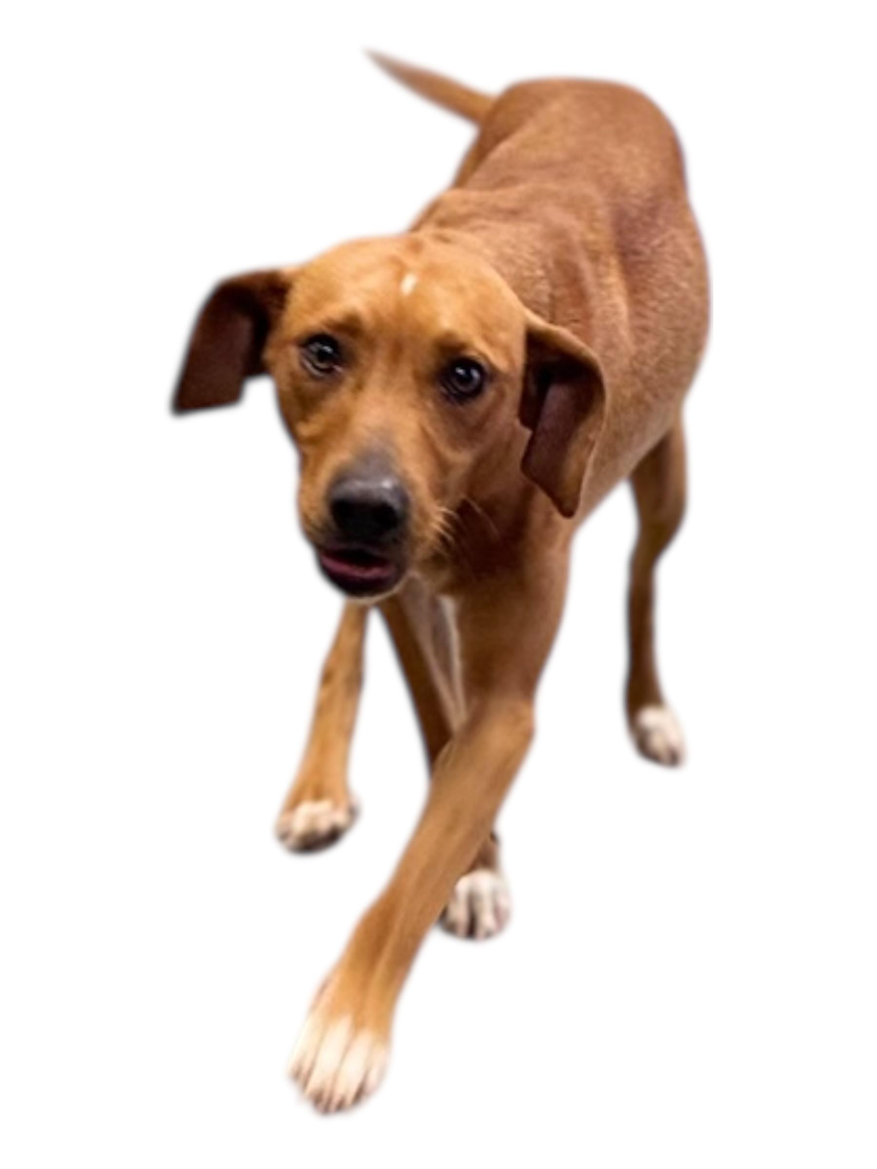 Enlarge Knox, a ADOPTABLE mixed breed in Troy, AL image 3/5