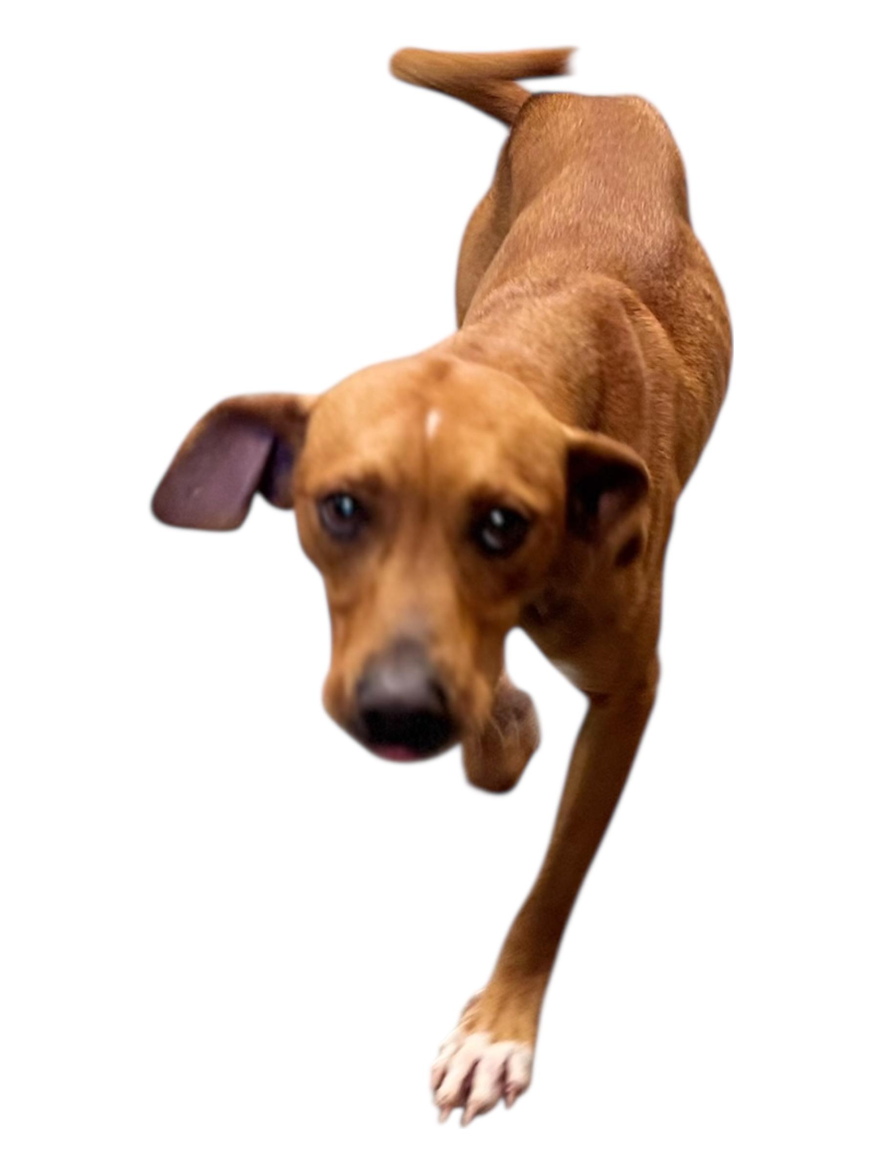 Enlarge Knox, a ADOPTABLE mixed breed in Troy, AL image 5/5