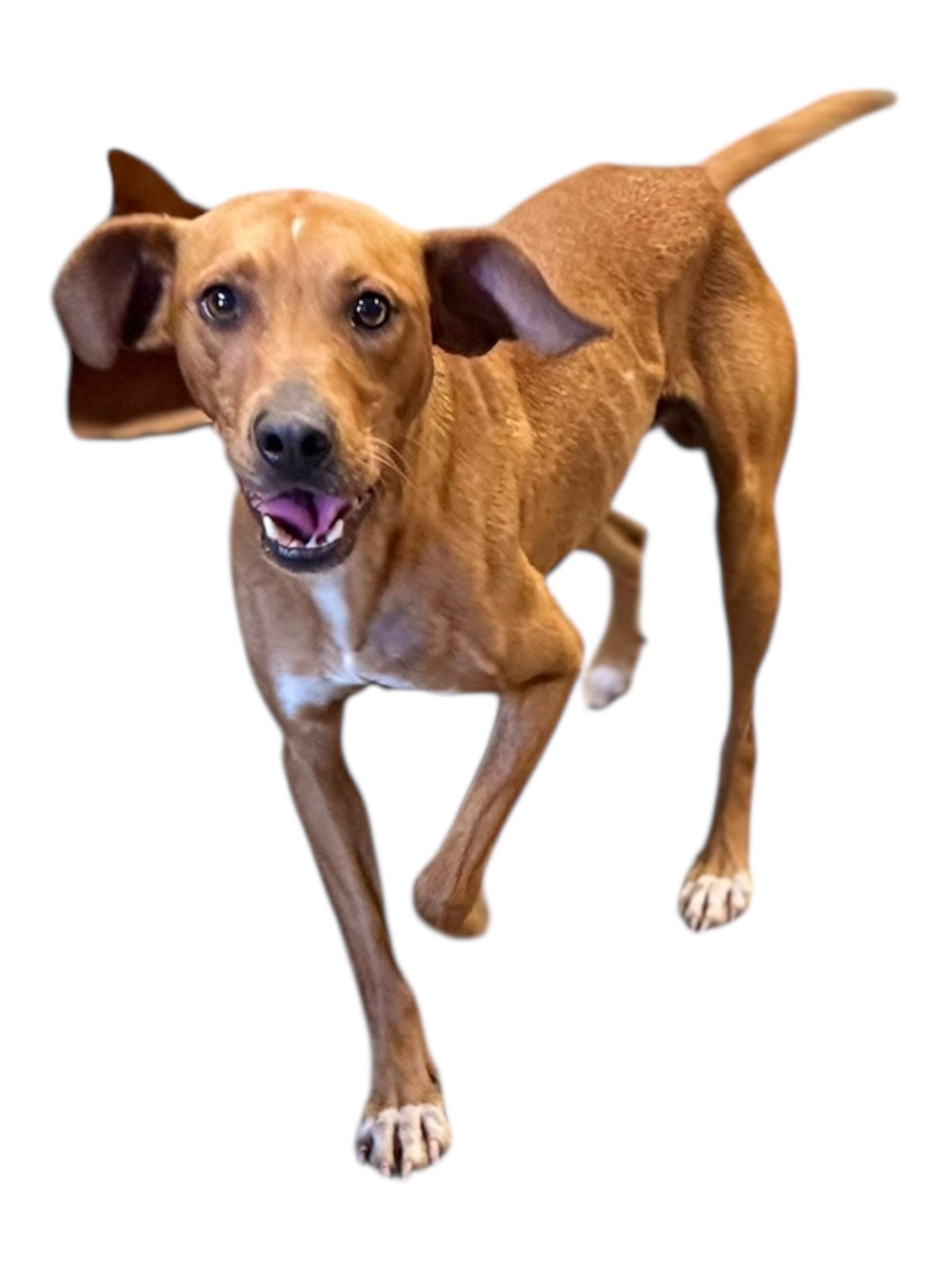 Enlarge Knox, a ADOPTABLE mixed breed in Troy, AL image 2/5