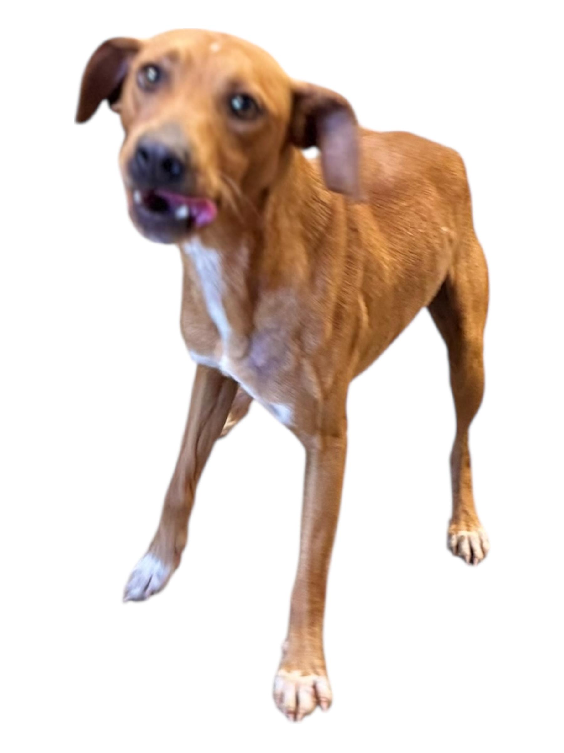Enlarge Knox, a ADOPTABLE mixed breed in Troy, AL image 4/5