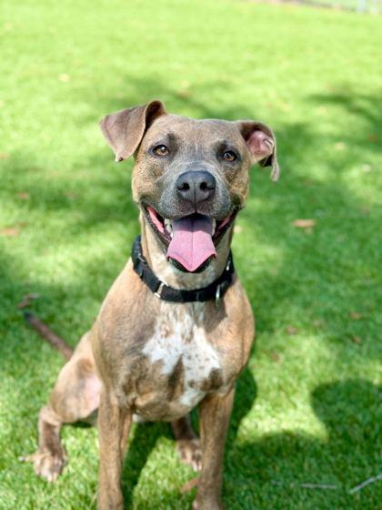 Paisley - 2, Adoptable, Young Female Mixed Breed & Mixed Breed.