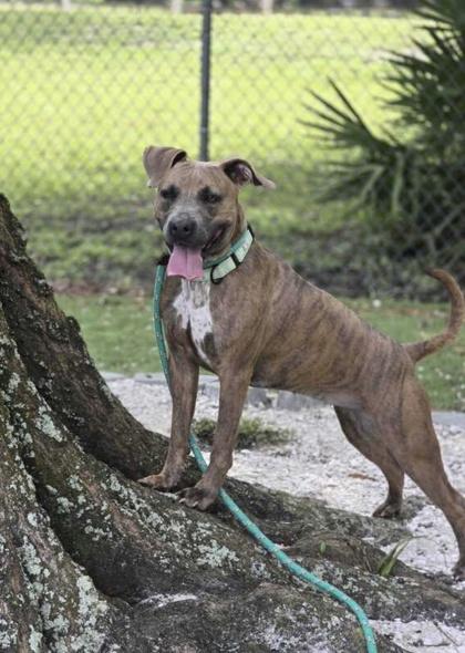 Paisley - 2, a Adoptable Mixed Breed in Daytona Beach, FL image 2/3
