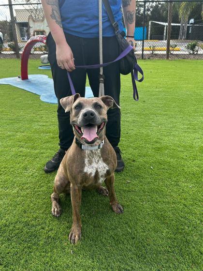 Paisley - 2, a Adoptable Mixed Breed in Daytona Beach, FL image 3/3