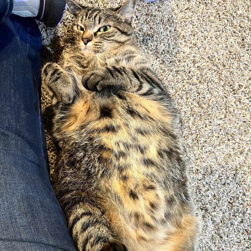 Amber, Adoptable, Adult Female Domestic Short Hair.