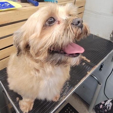 Morris, Adult Male Maltipoo