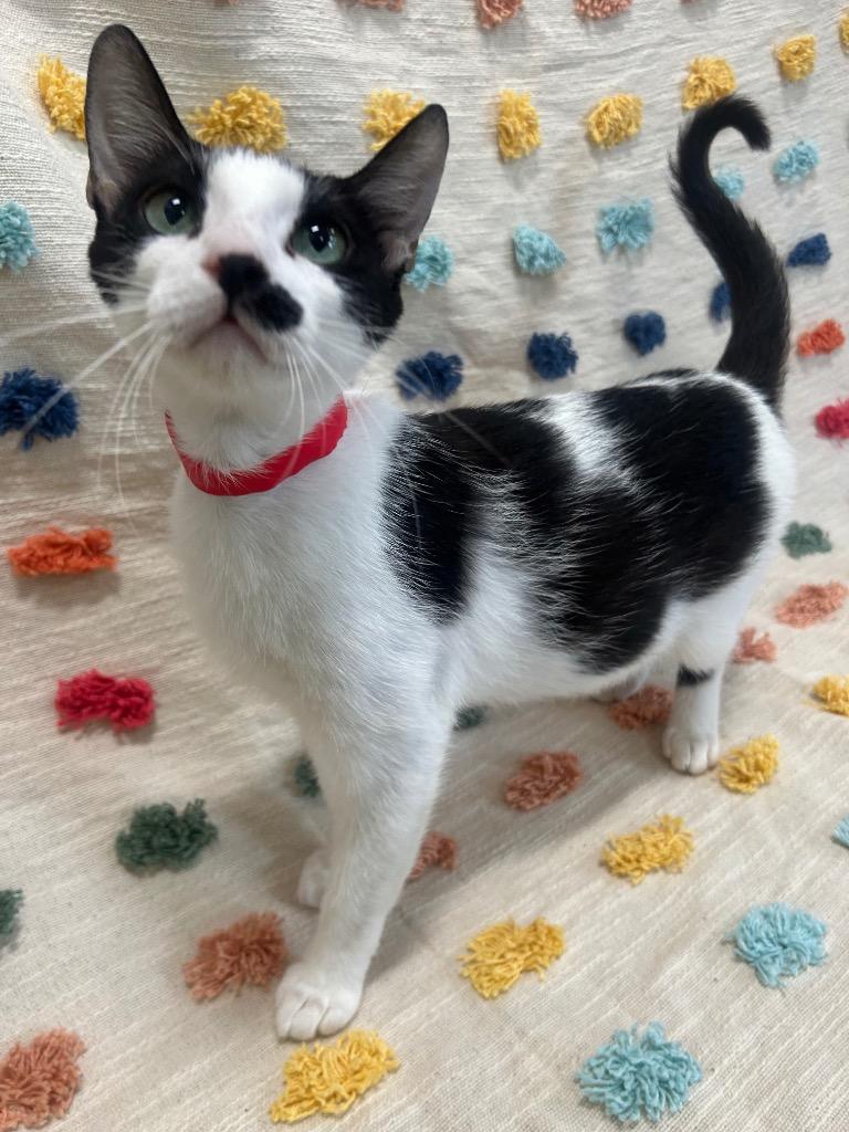 Samantha PA, Adoptable, Kitten Female Domestic Short Hair.