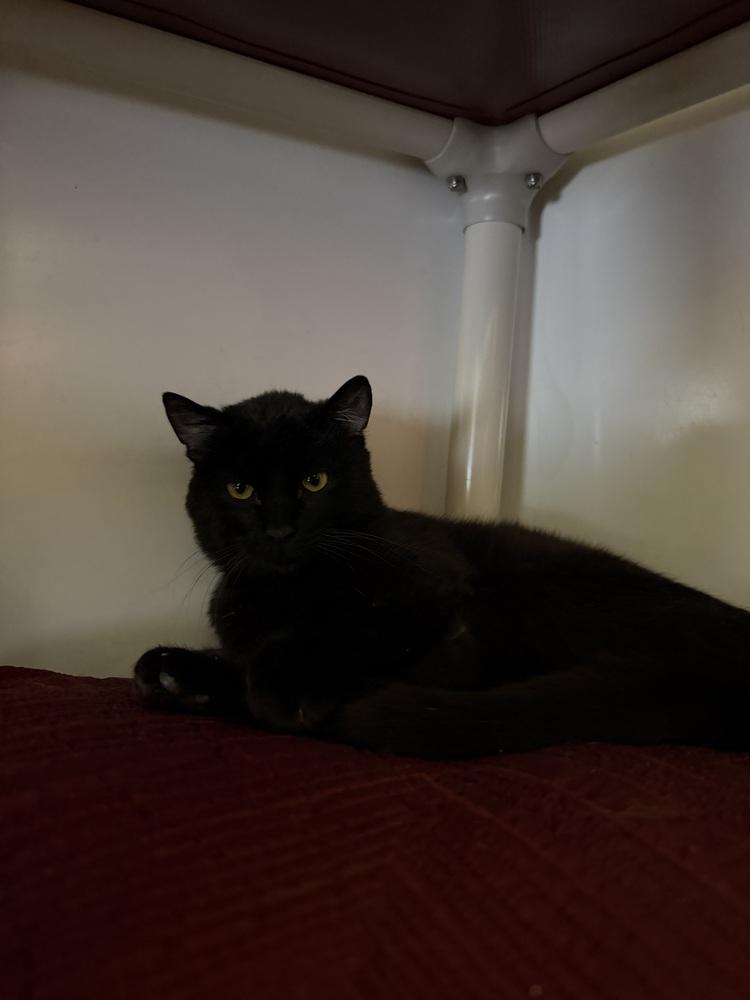 Toast, Adoptable, Young Male Domestic Short Hair.
