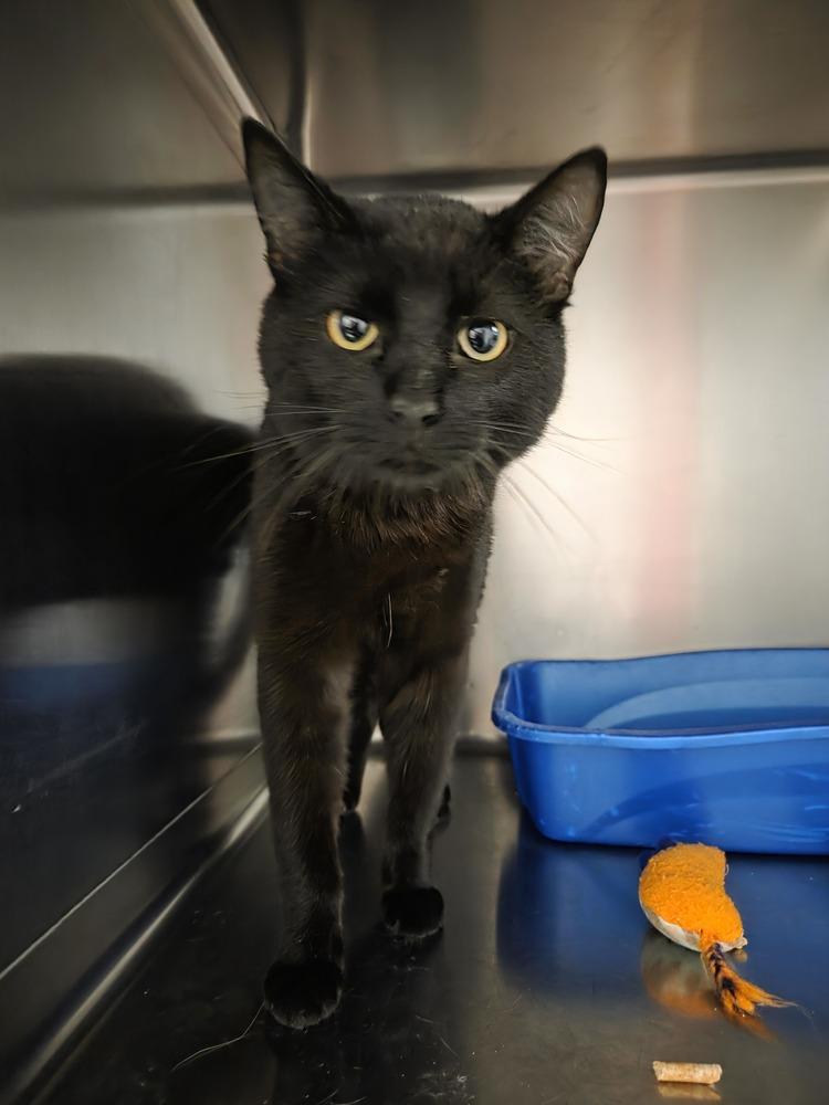 Enlarge Toast, a Adoptable Domestic Short Hair in Salmon, ID image 2/2
