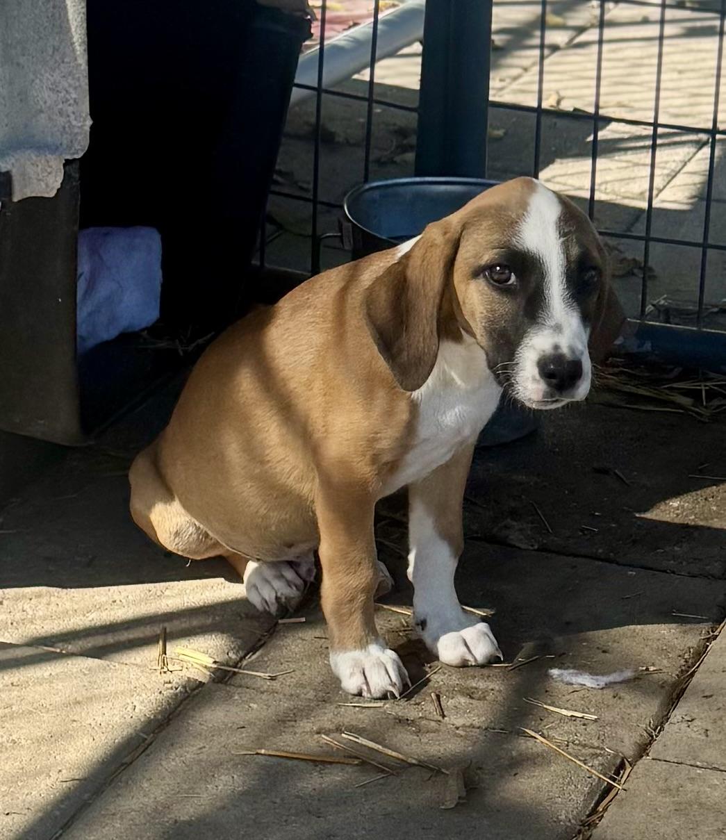 Enlarge Finn, a Adoptable mixed breed in Washington, MO image 2/2