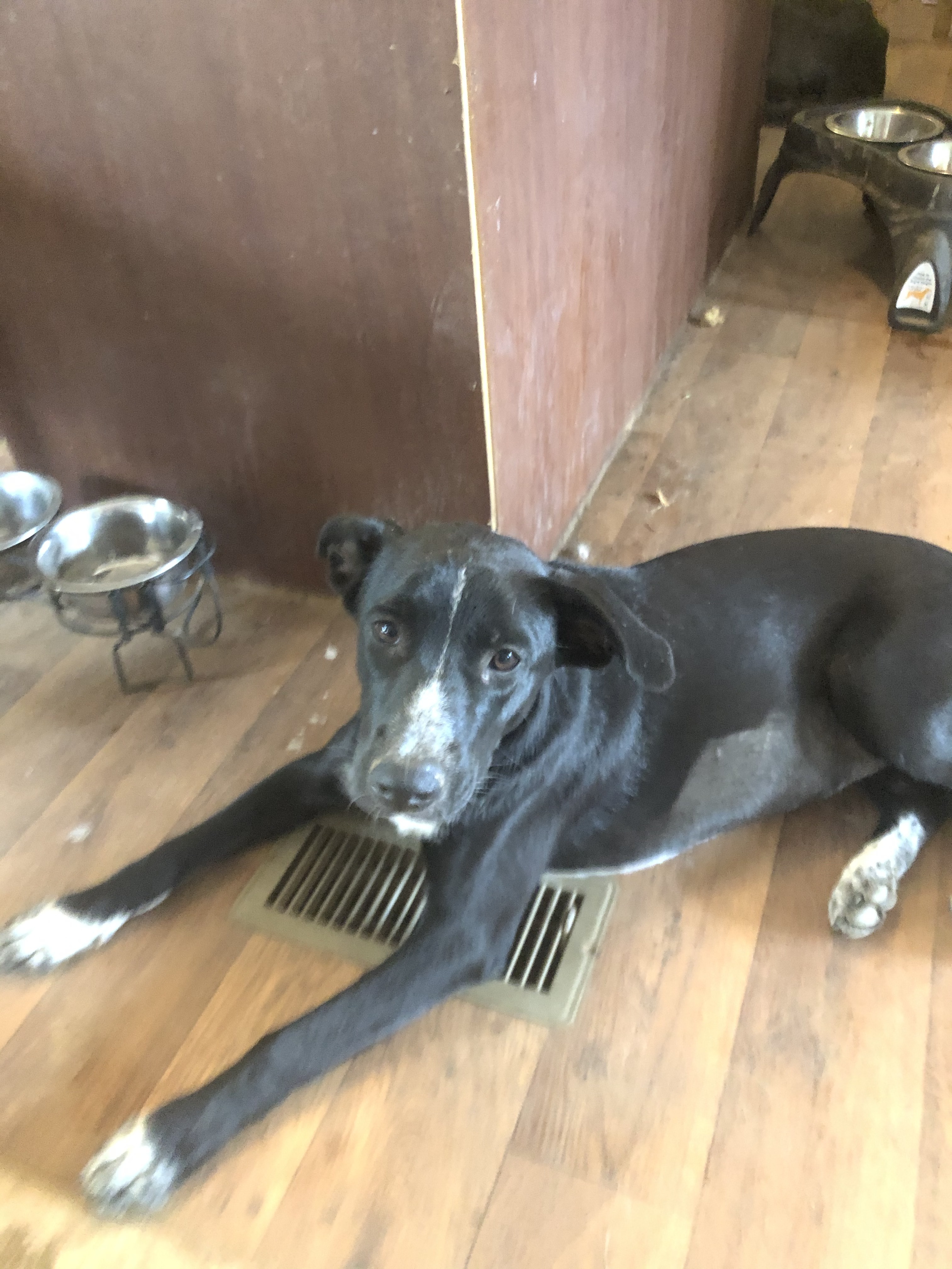 Enlarge Isis, a Adoptable mixed breed in Bigfoot, TX image 1/6