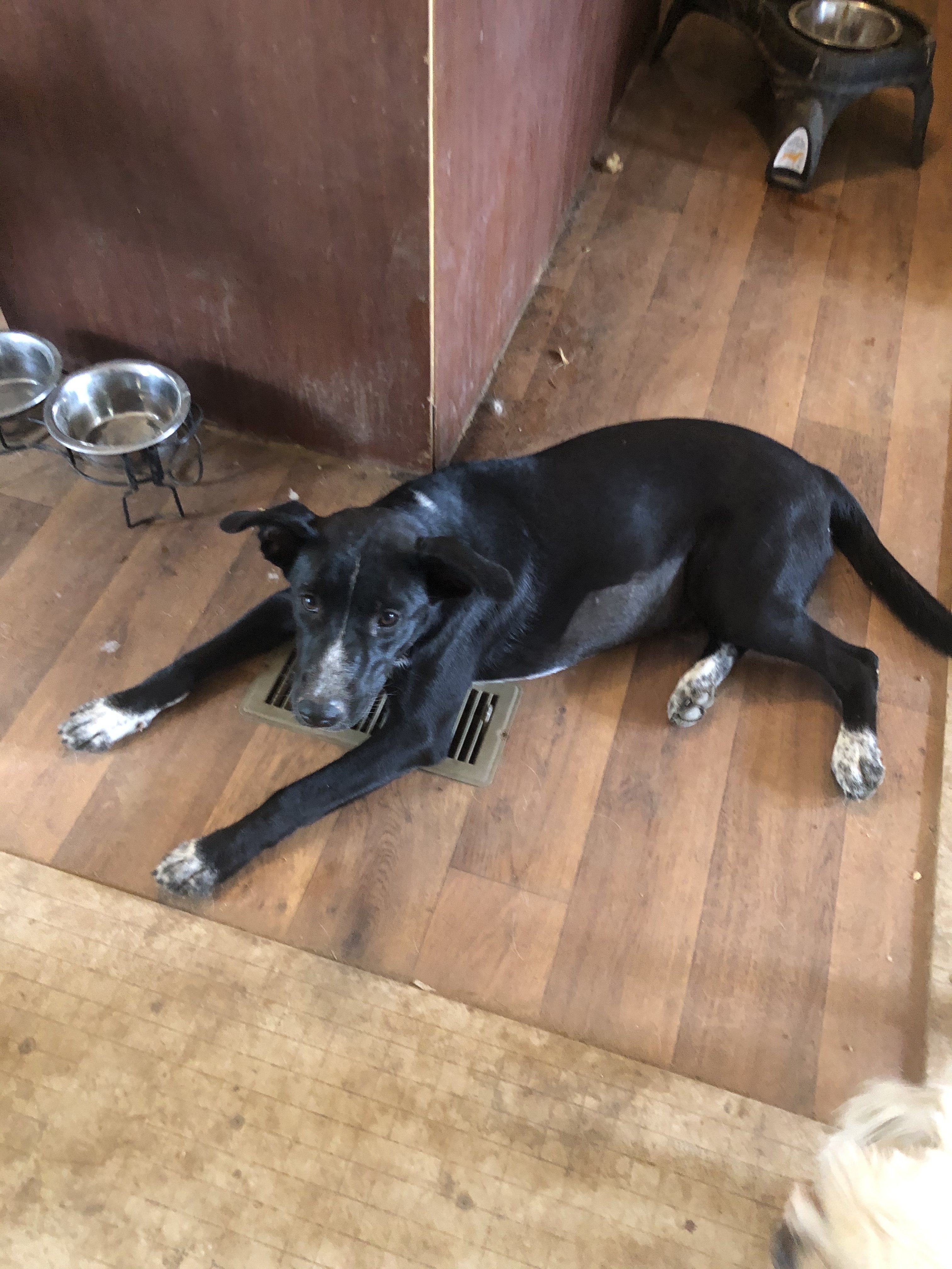 Enlarge Isis, a Adoptable mixed breed in Bigfoot, TX image 2/6