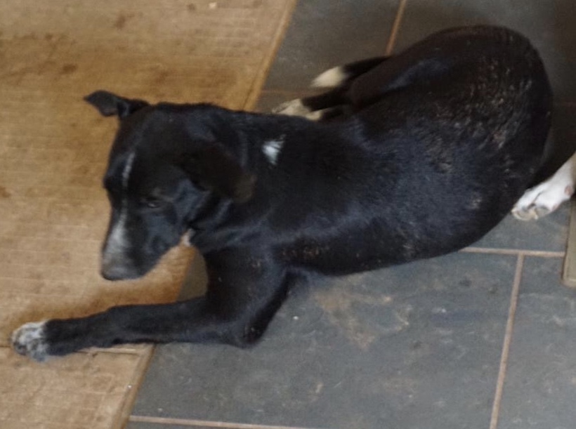 Enlarge Isis, a Adoptable mixed breed in Bigfoot, TX image 3/6