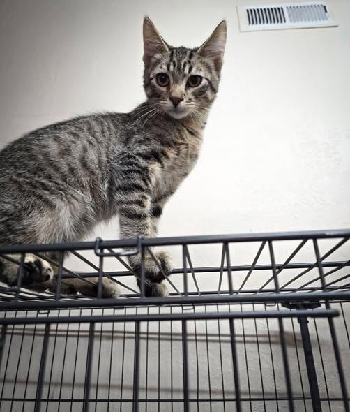 Tom, adopted, Young Male Domestic Short Hair.