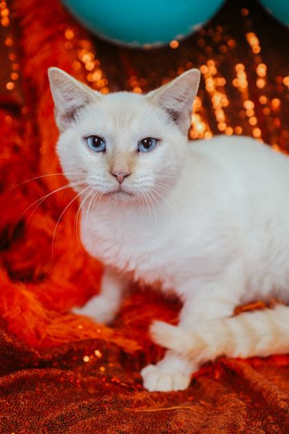 Colton, Adoptable, Adult Male Domestic Short Hair & Domestic Short Hair.